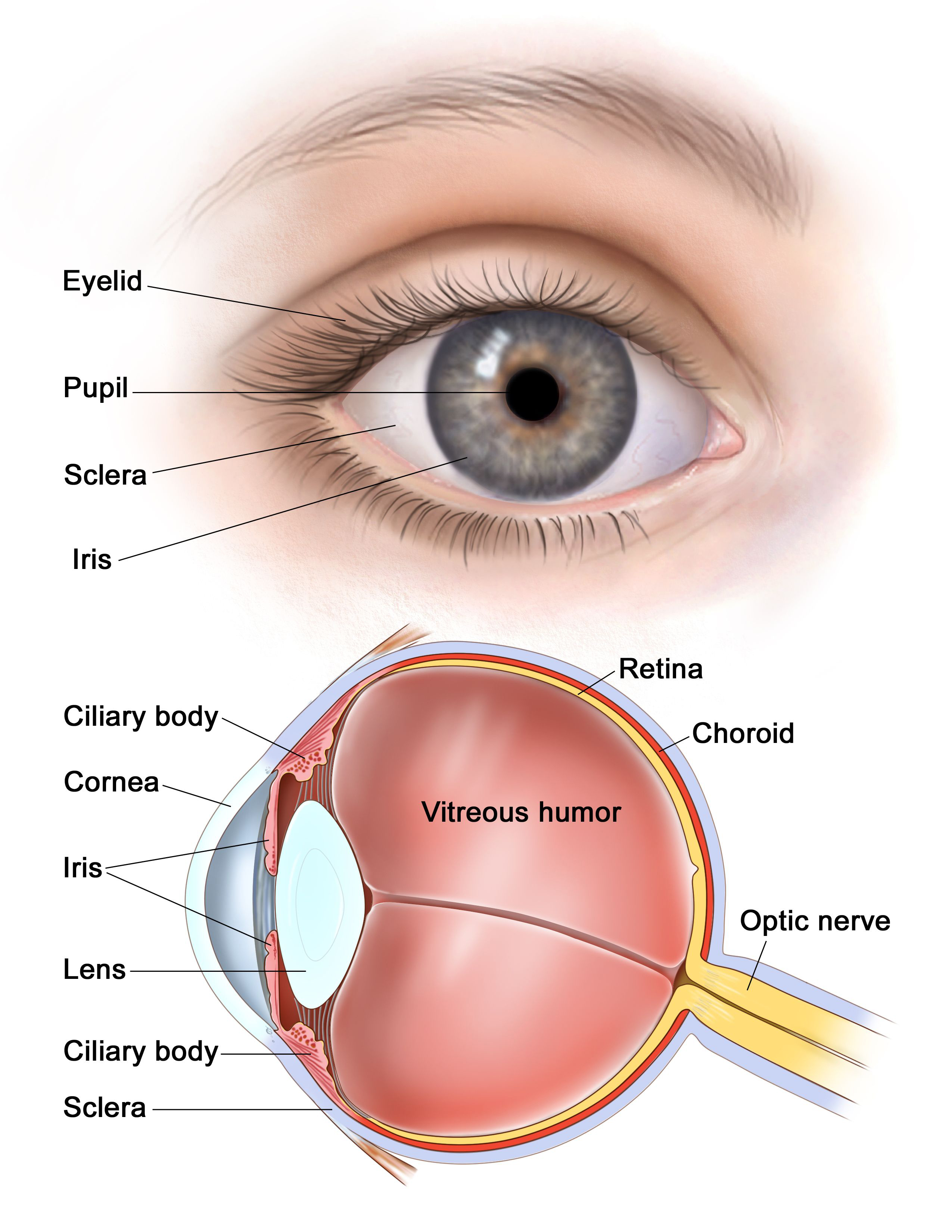 Cornea Specialist in Mumbai